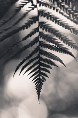 Fronds