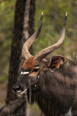 Nyala bull, Kruger National Park, South Africa