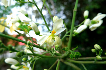 Flower of Moringa tree. Horseradish or Kalamunggay, Drumstick, Moringa oleifera.  
The flowers are...