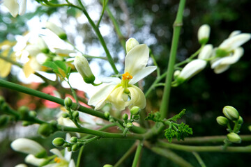 Flower of Moringa tree. Horseradish or Kalamunggay, Drumstick, Moringa oleifera.  
The flowers are fragrant and hermaphroditic, surrounded by five unequal, thinly veined, yellowish-white petals.