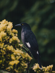 Bird in nature