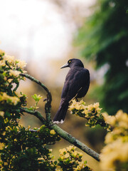 Obraz premium Bird in nature