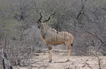 Kudu bull, Kruger National Park, South Africa