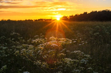 Fototapeta na wymiar sunset in the countryside in latvia2