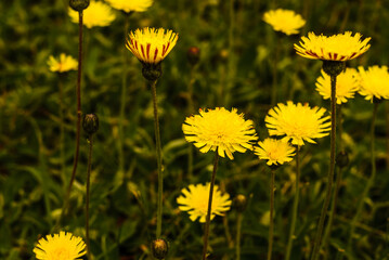 yellow dandelion flowers in the countryside in latvia