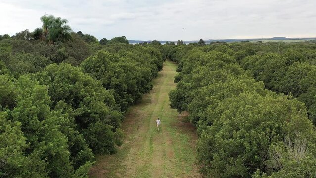 Man walking alone among trees on macadamia nuts plantation field drone view in S&atilde;o Paulo, Brazil