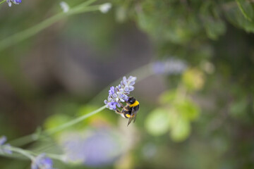 Un bourdon butine de la lavande.