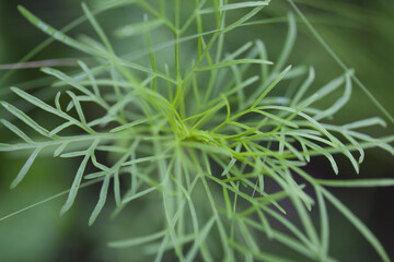 Cosmos bipinnatus, plante de jardin.
