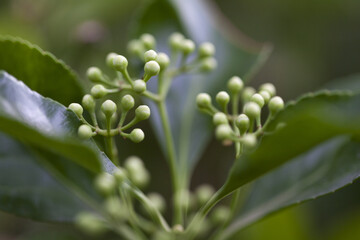 Plante du jardin qui bourgeonne texture macro.
