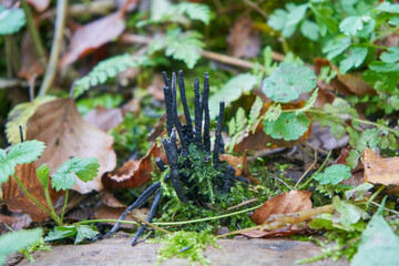Xylaria longipes, Strange fungus on a tree in autumn