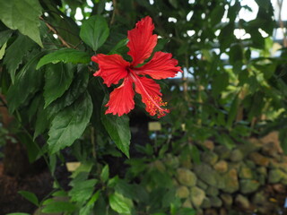 A red hibiscus flower at a botanic garden Tallinn Estonia