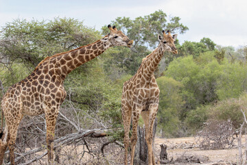 Giraffe exhibiting the flehmen response, Kruger National Park, South Africa