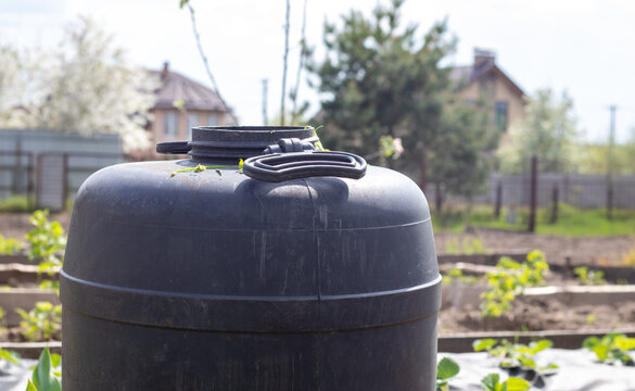 Large Black Plastic Barrel With Water In The Summer Garden. Rainwater Tank In The Garden, Hot Summer Day. Barrels For Watering The Garden.