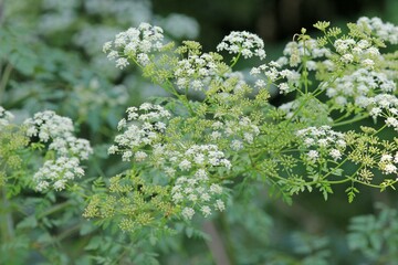 White flowers of Conium maculatum close-up on a blurry background