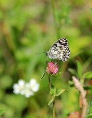 Melanargia galathea butterfly close-up on flowers on a blurry background