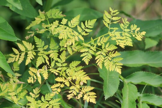 green leaves of Conium maculatum close-up on a blurry background