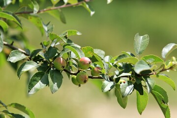 Wild apples ripening on a branch