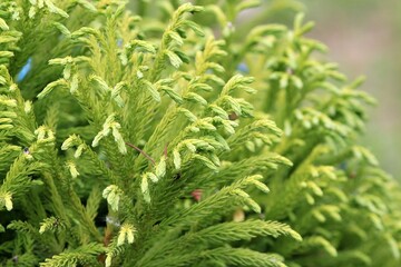 Green branches of juniper in the park on a flower bed