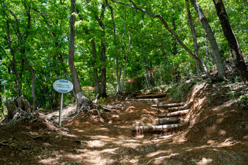 初夏の吾妻山登山道 © 純 石黒