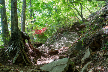 初夏の吾妻山登山道