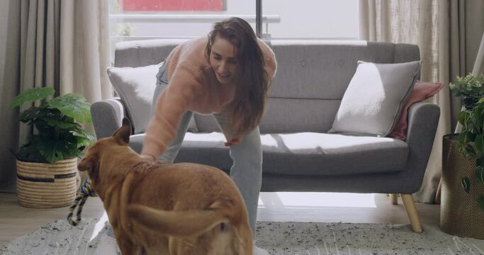 Caucasian woman teaching cute furry brown dog tricks and clapping her hands for being good and obedient. Woman and pet in a living room at home. Training animal with a chew toy and having fun together