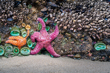 Sea life view of starfish, anemones, and mollusks on the rock at low tide on the beach in Washington