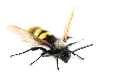 Mammoth wasp male, (Megascolia maculata) isolated on white 