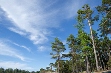 Tall pine trees against the blue summer sky.