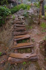 wooden bridge in the forest