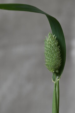 close up of canary grass including long ligule