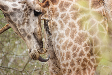 Male giraffe tasting female giraffe's urine to check if she is in oestrus, Kruger National Park, South Africa