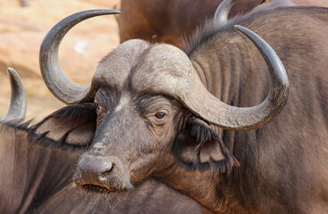 African Buffalo, Kruger National Park, South Africa