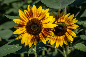 Two yellow sunflowers stand out against the green leaves.