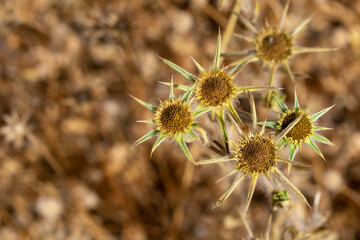 Top view of several dry flowers of thistle in the field