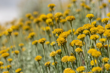 Field of yellow flowers of immortelle or everlasting (Helichrysum arenaria) illuminated by evening light