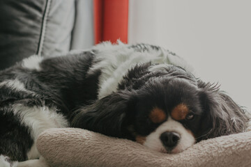 black and white puppy