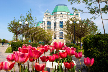 Bright, large tulips in the theater park against the backdrop of the Astrakhan Opera and Ballet...
