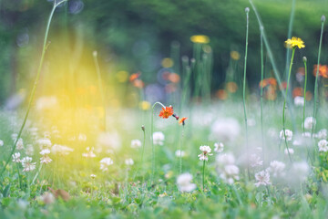 コウリンタンポポとブタナとシロツメクサのボケ / Flowers Bokeh