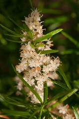 white flowers on a stem