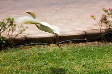 sweet Cattle egret flying over the grass few seconds after takeoff.