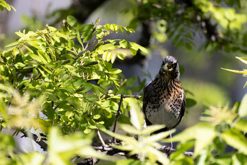Sweet fieldfare sitting on the tree with some food in the beak
