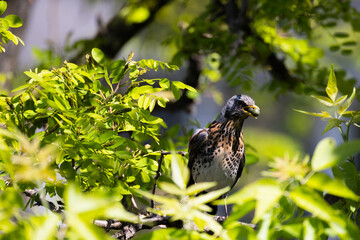 Sweet fieldfare sitting on the tree with some food in the beak