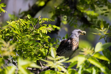 Sweet fieldfare sitting on the tree with some food in the beak