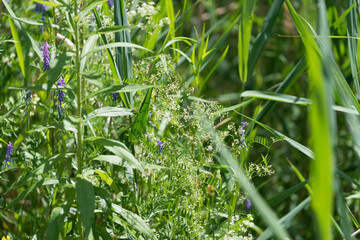 grasses and reeds in early summer