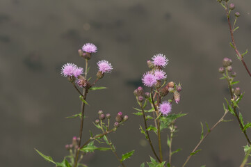 canadian thistle