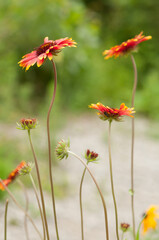 Gaillardia wildflower