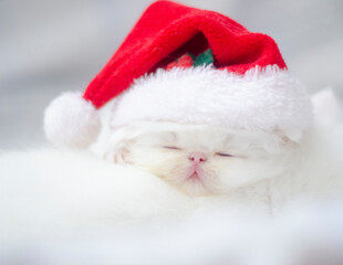 christmas persian white kitten portrait