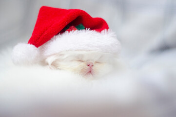christmas persian white kitten portrait