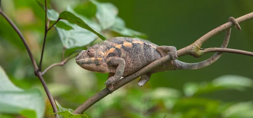 Foto op Plexiglas chameleon © alexandre