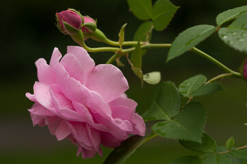 pink rose in garden